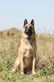 MALINOIS 337